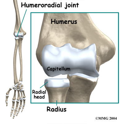 <p>- distal &amp; lateral side of humerus </p><p>- proximal end (stump) of radius</p>