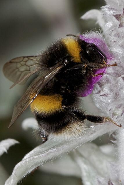 <p>Honey Bees, Bumble Bees, and relatives</p><p>Order Hymenoptera</p>