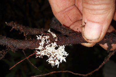 <p>is this ectotrophic or endotrophic</p>