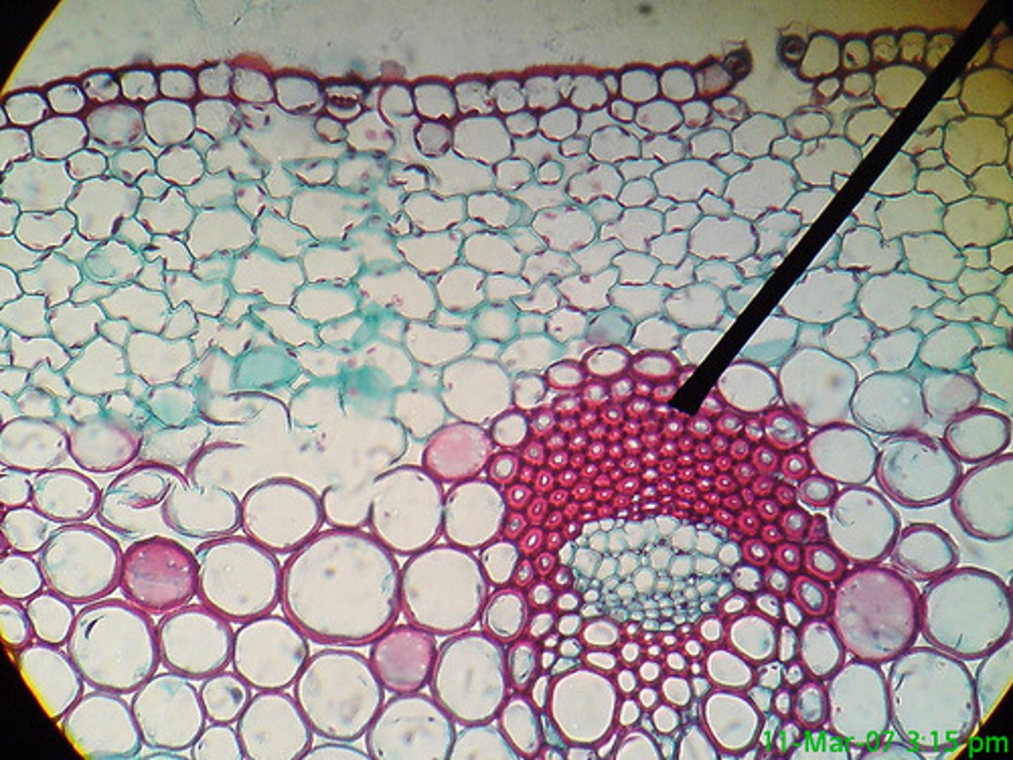 <p>Support; storage (very thick cell walls containing lignin)</p><p>In the cortex and stems of monocots (xylem and phloem)</p>