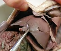 <p>What is the arrow pointing to? What’s it function? </p>