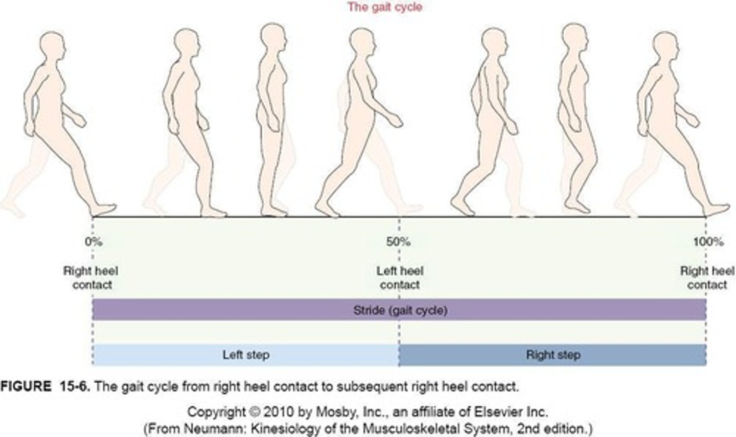 <p>Begins with heel contact of 1 limb (0% of cycle) &amp; ends with next heel contact of that same limb (100%).</p>