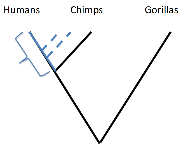 <p>A hominin is any member of the human clade that evolved after the split with chimpanzees—everything more closely related to humans than to chimps</p>