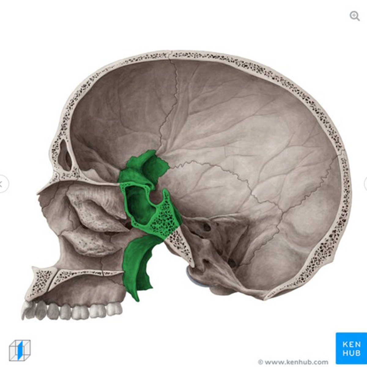 <p>what bone is this?</p>