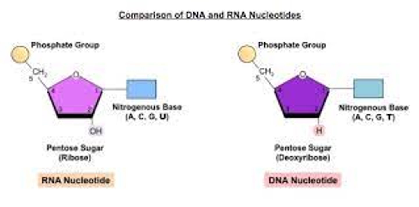 <p>The sugar in DNA is 2′-deoxyribose, while the sugar in RNA is ribose. The only difference between the two sugars is that 2′-deoxyribose has one less oxygen atom attached to the second carbon.</p>