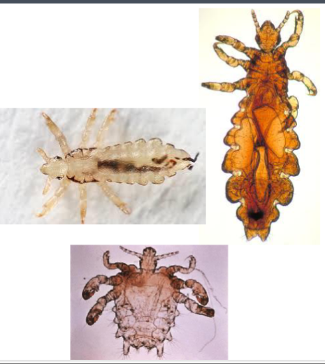 <p>Name the suborder</p>