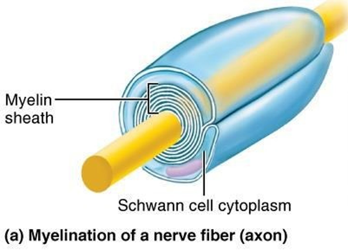 <p>Schwann cells myelinate axons in the PNS.</p>