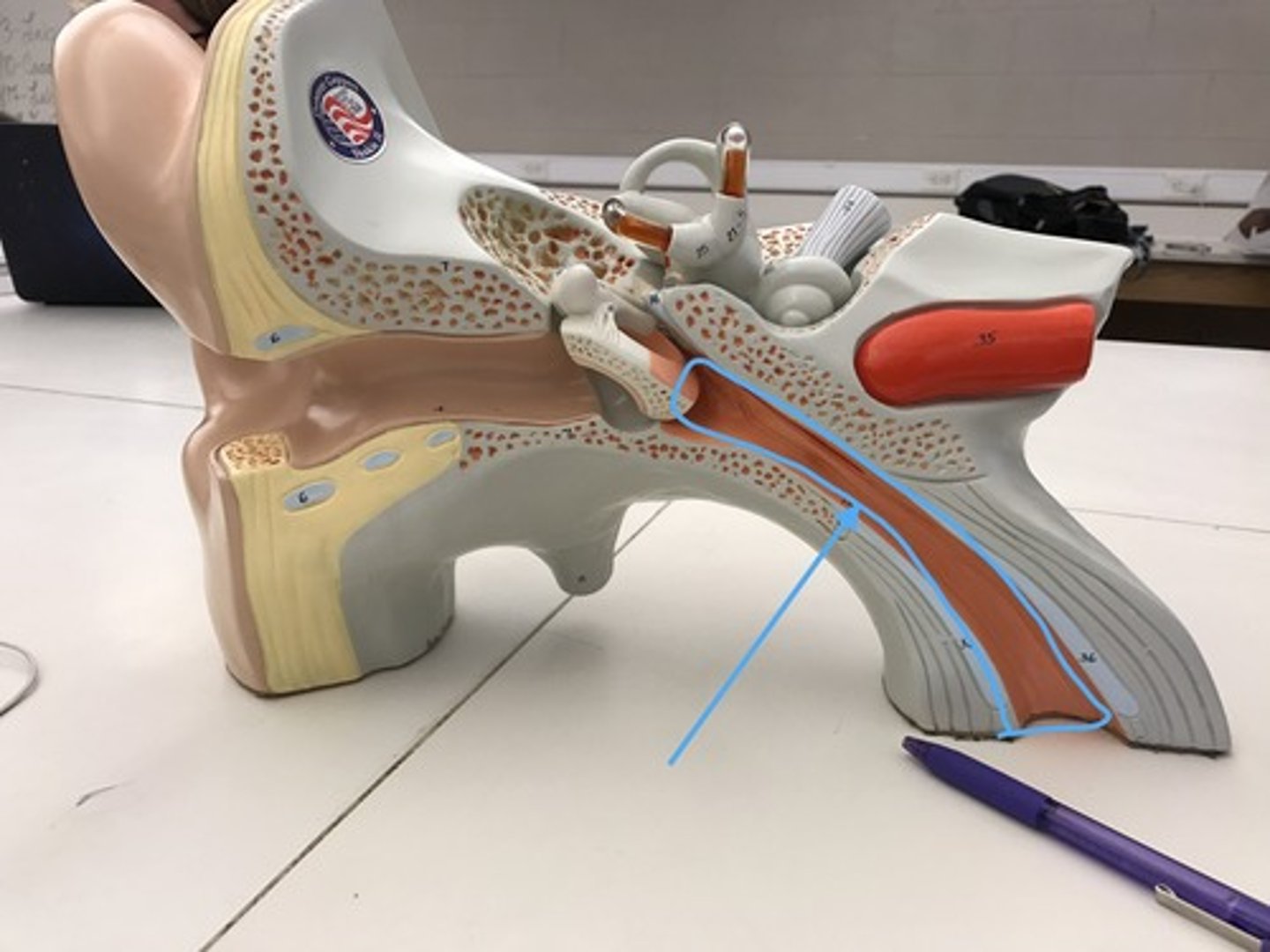 <p>equalized pressure in middle ear with atmospheric pressure</p>