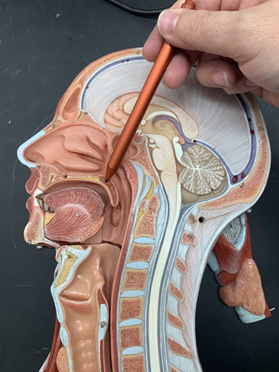 <p>a muscular flap that closes off the nasopharynx during swallowing or speaking</p>