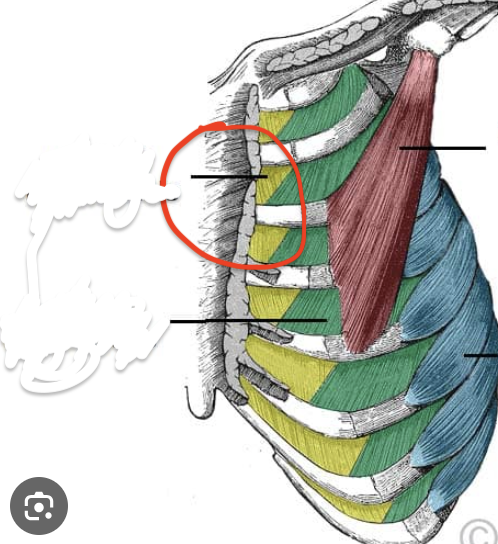 <p>Vertebral Muscle Location:</p>