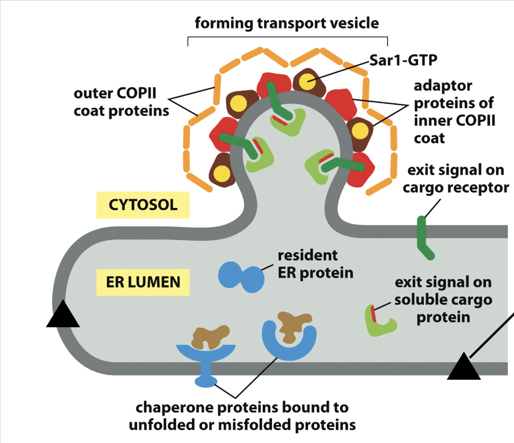 <p>Proteins that remain in the endoplasmic reticulum (ER) carry a C-terminal retention signal—typically a 4-amino-acid sequence—that prevents them from being secreted.</p><p><span data-name="small_blue_diamond" data-type="emoji">🔹</span> Key Examples</p><ul><li><p><strong>PDI (Protein Disulfide Isomerase)</strong></p><ul><li><p>Catalyzes oxidation of free sulfhydryl groups</p></li><li><p>Facilitates disulfide bond formation</p></li><li><p>Disulfide bonds stabilize extracellular proteins (e.g., surface-bound or secreted proteins)</p></li></ul></li><li><p><strong>BiP (Binding Immunoglobulin Protein)</strong></p><ul><li><p>ER chaperone</p></li><li><p>Pulls post-translationally translocated proteins into the ER lumen</p></li><li><p>Assists in protein folding</p></li></ul></li></ul><p></p>