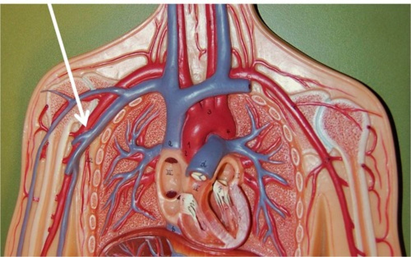 <p>at lateral border of first rib</p>