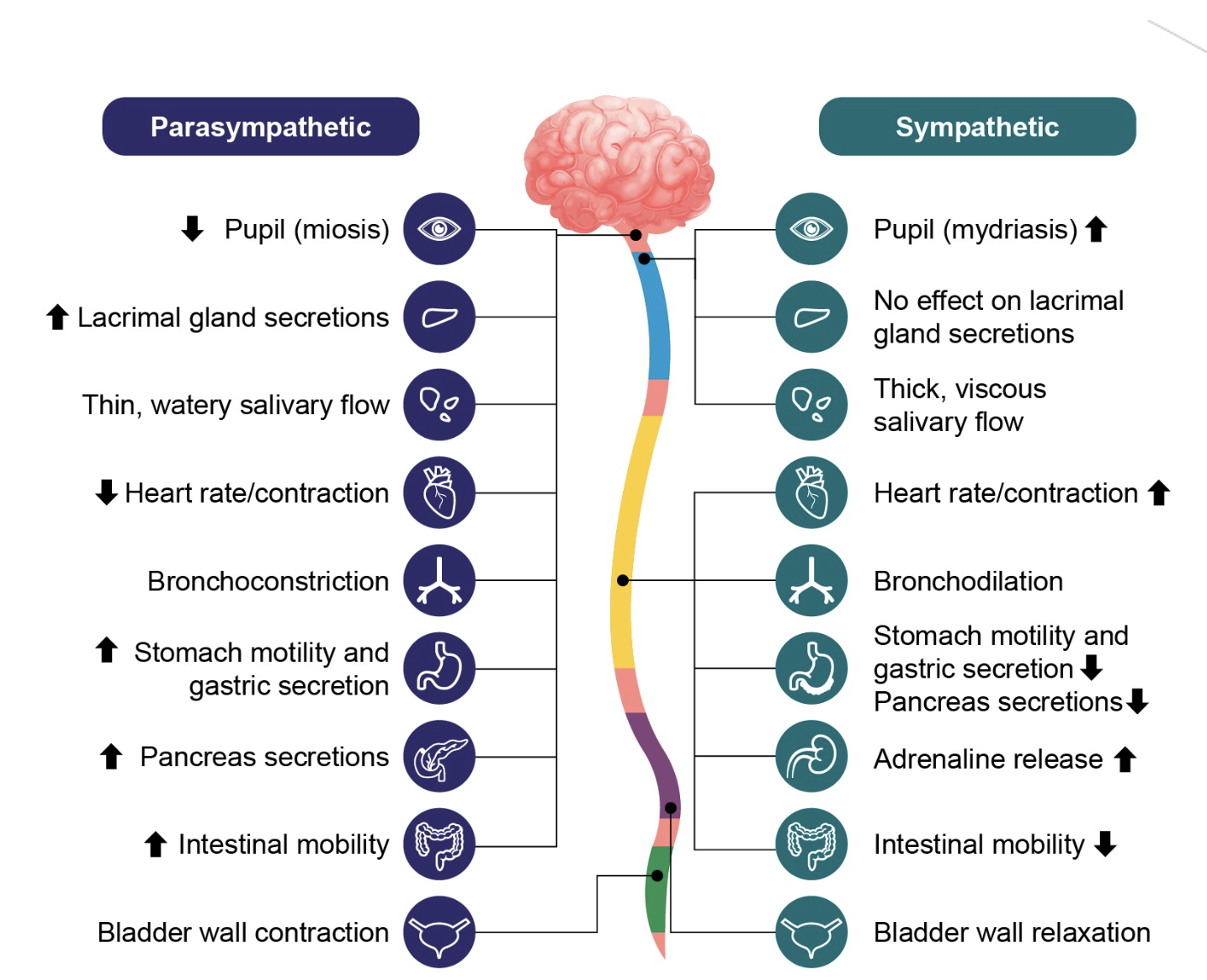 <p><strong><em><mark data-color="blue" style="background-color: blue; color: inherit;"><u>Rest and digest.</u></mark></em></strong></p><p>Propagates inhibitory responses.</p>