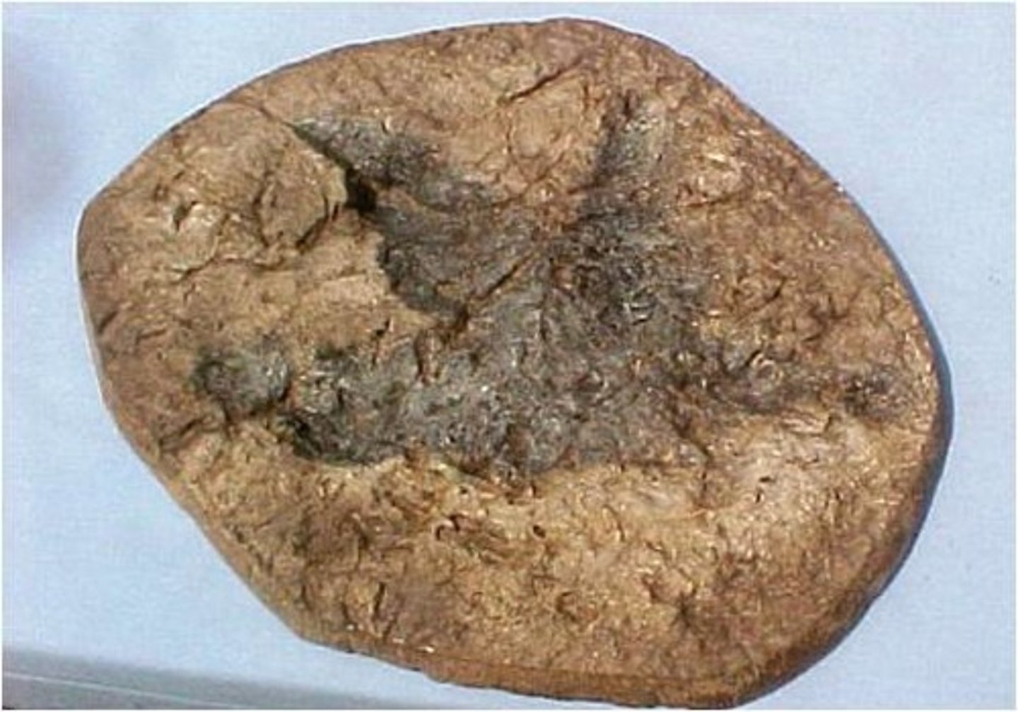 <p>- fish</p><p>- clams</p><p>- shrimp</p><p>- plants</p><p>- dinosaur tracks</p>