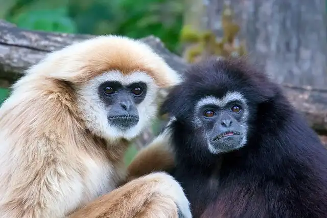 <p>Simiiformes Traits</p>