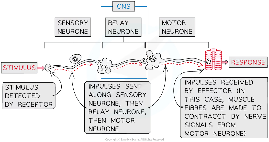 <p><strong>stimulus &gt; receptor &gt; sensory neurone &gt;&nbsp;CNS &gt;&nbsp;motor neurone &gt;&nbsp;effector</strong></p>