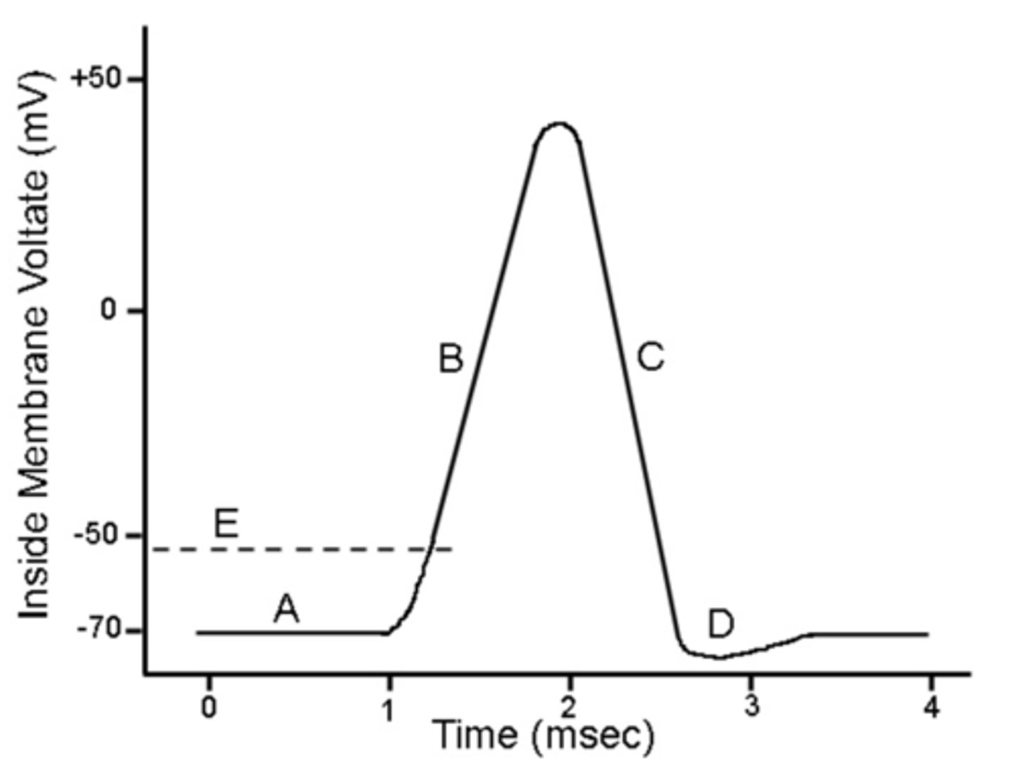 <p>D (repolarization)</p>