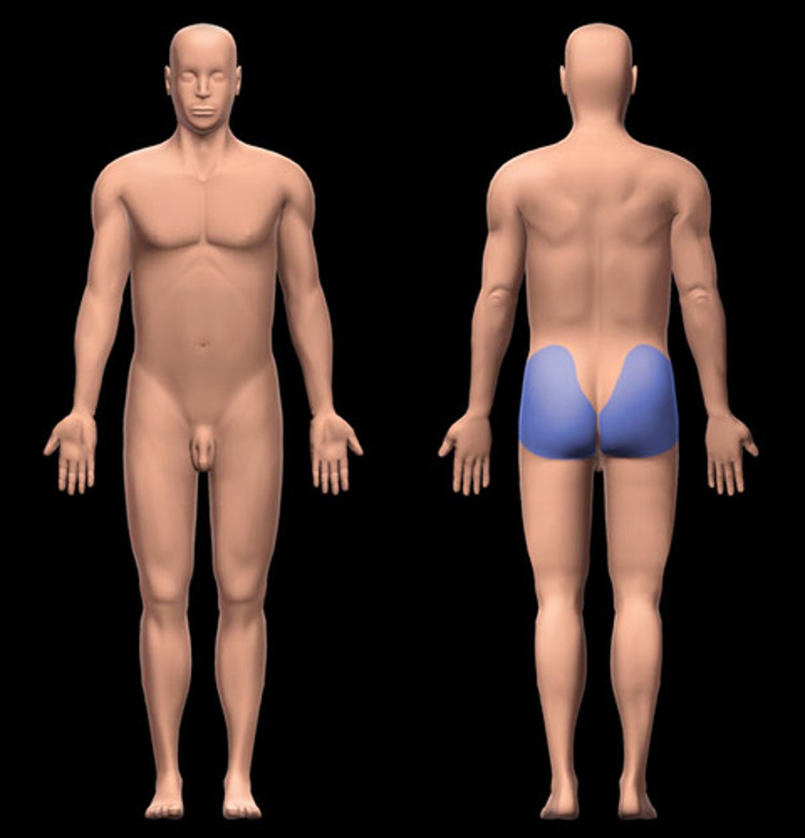 <p>buttocks</p>