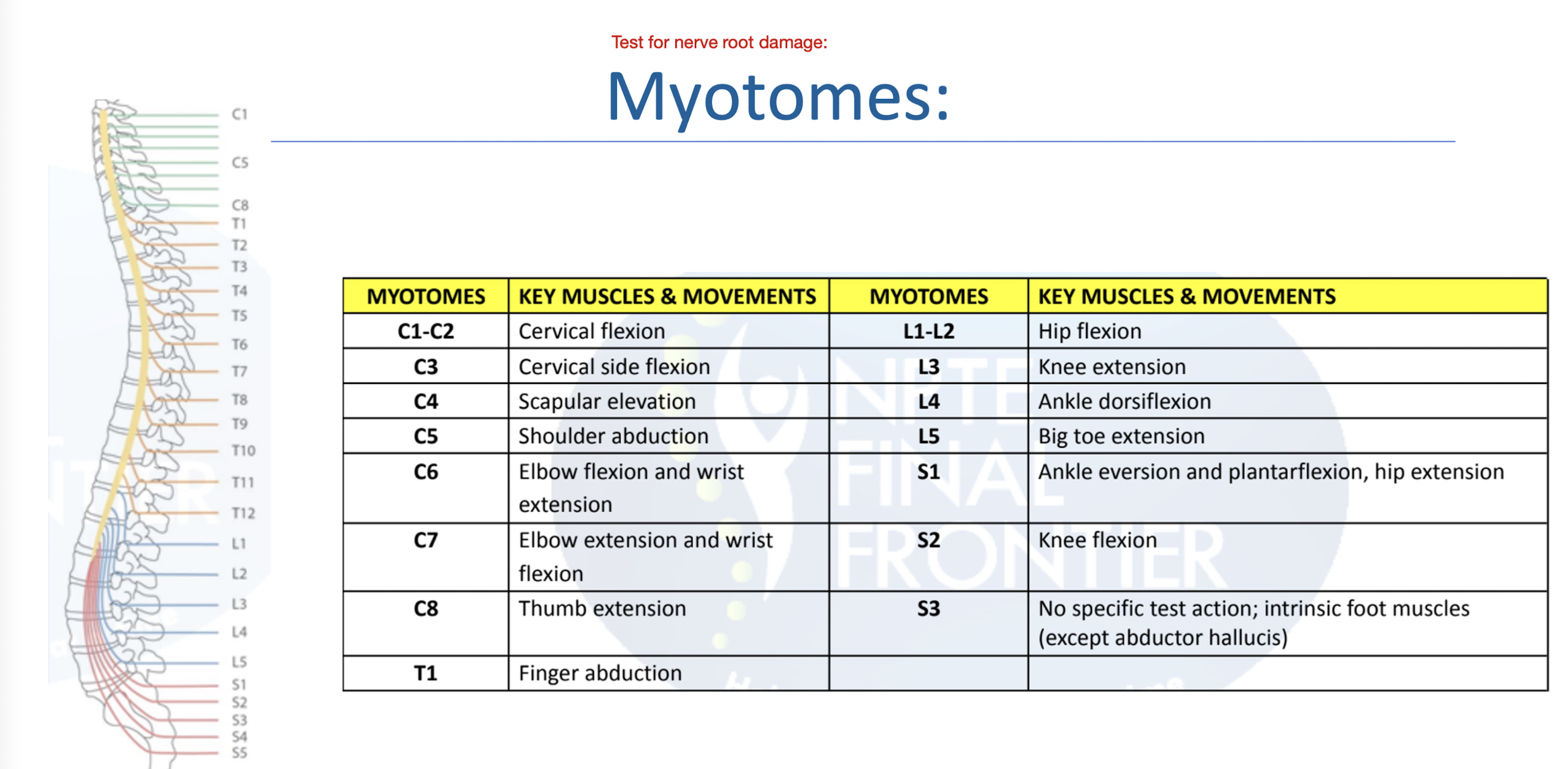 <p>UE and LE Myotomes: </p>