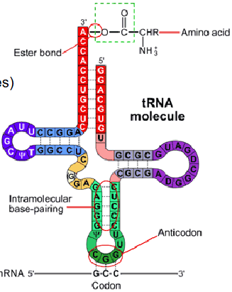 <p>Smallest form of RNA (73-95 nucleotides)</p><p>Forms clover leaf structure</p><p>Carries specific amino acids (bound to 3' end) to the ribosome</p><p>tRNA 'reads' genetic code</p><p></p>