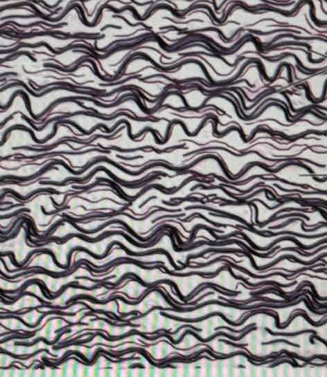 <p>What tissue is this?</p>