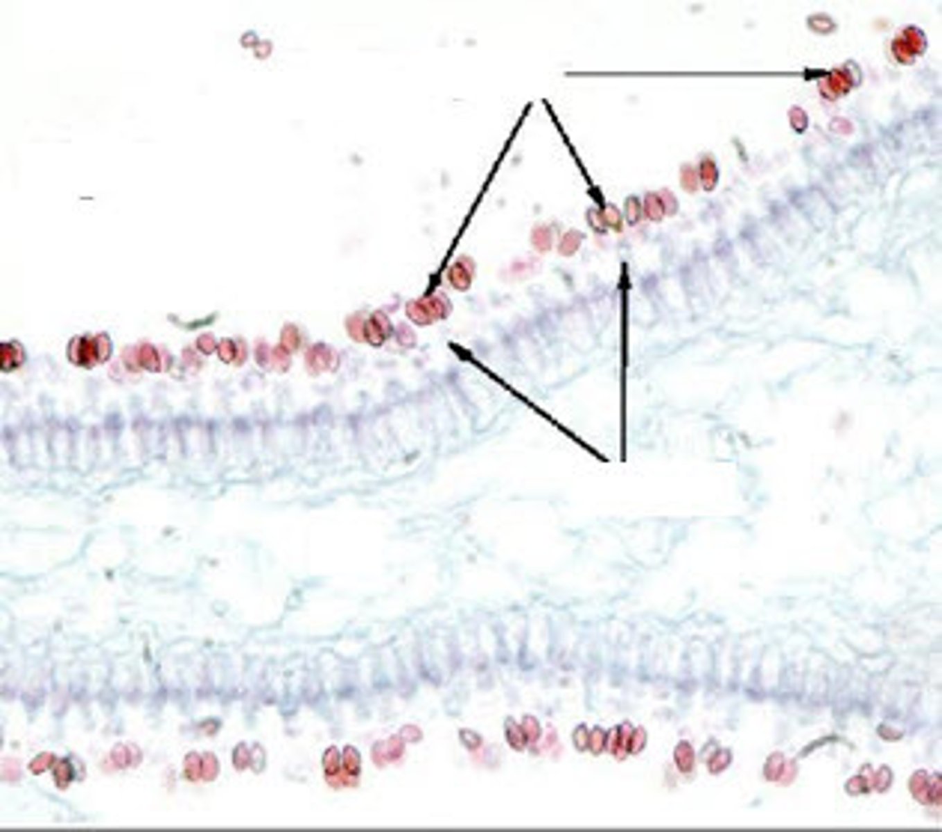 <p><span>club-shaped cells on gills that produce haploid <strong>sexual</strong> basidiospores in basidiomycetes; found along of gills of basidiocarp</span></p>