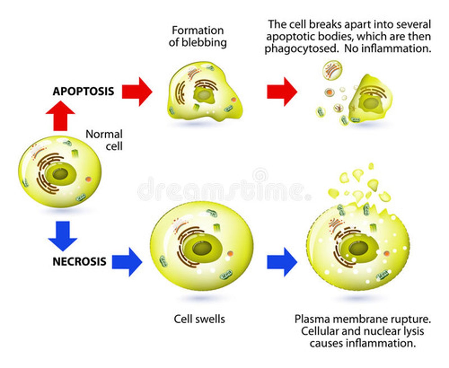 <p>Apoptosis is controlled cell death that is programmed by the cell. Hence why we call it "programmed cell death."</p><p>Necrosis, on the other hand, is uncontrolled and usually due to an infection or some sort of serious cell damage.</p>