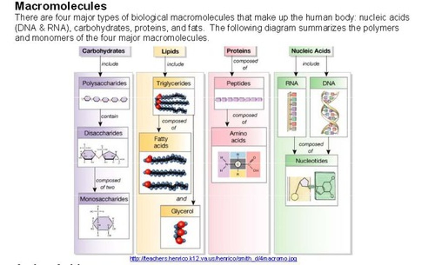 <p>very large molecules, four major types of which are important to living things; carbohydrates, proteins, lipids, and nucleic acids</p>