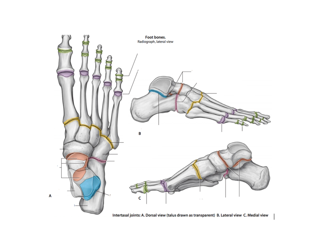 <p>located between the tarsal bones</p>