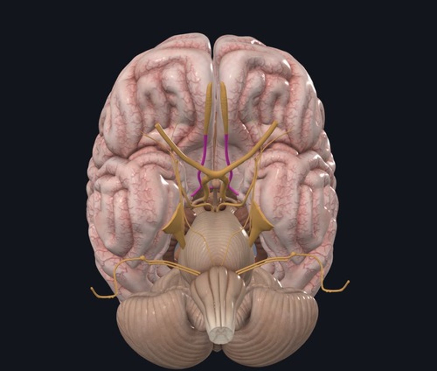 <p>Name the structure highlighted purple.</p>