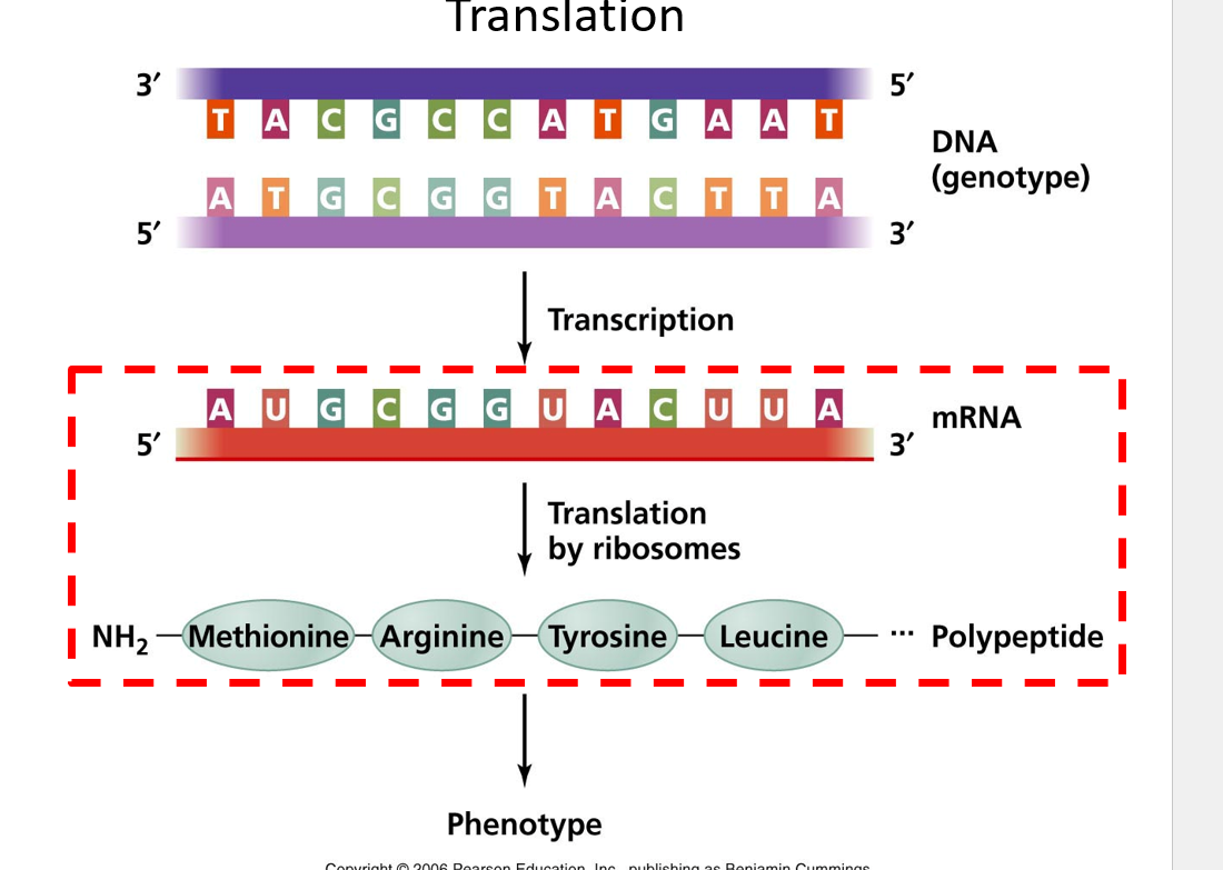 <p>Translation RNA </p>