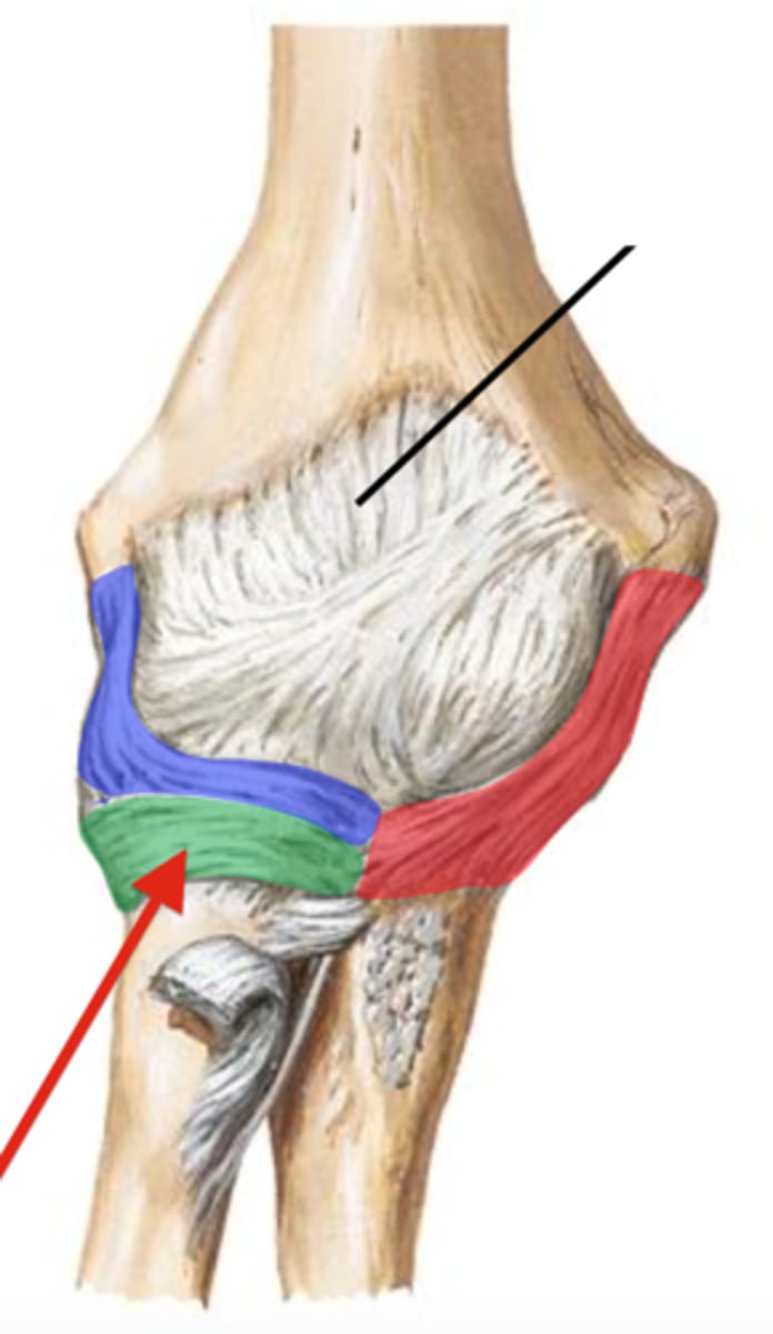 <p>ligament that surrounds head of radius (arrow)</p>