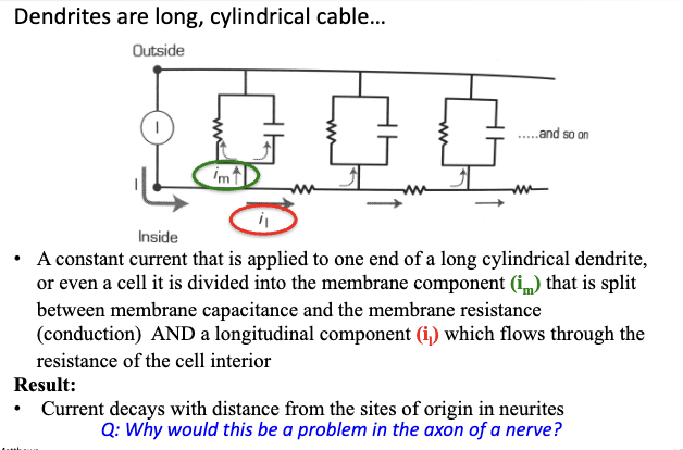 <ul><li><p>Dendrites act like cables: current splits into membrane (im) + longitudinal (il) components</p><ul><li><p>im → split between membrane capacitance and resistance/conductance</p></li><li><p>il → flows through resistance of cell interior</p></li></ul></li><li><p>Signal <strong>decays with distance</strong> → weaker farther away</p></li><li><p>Problem: could lose signal before reaching axon terminal</p></li><li><p>Solution: neurons generate action potentials at axon hillock to propagate signal reliably</p></li></ul><p></p>