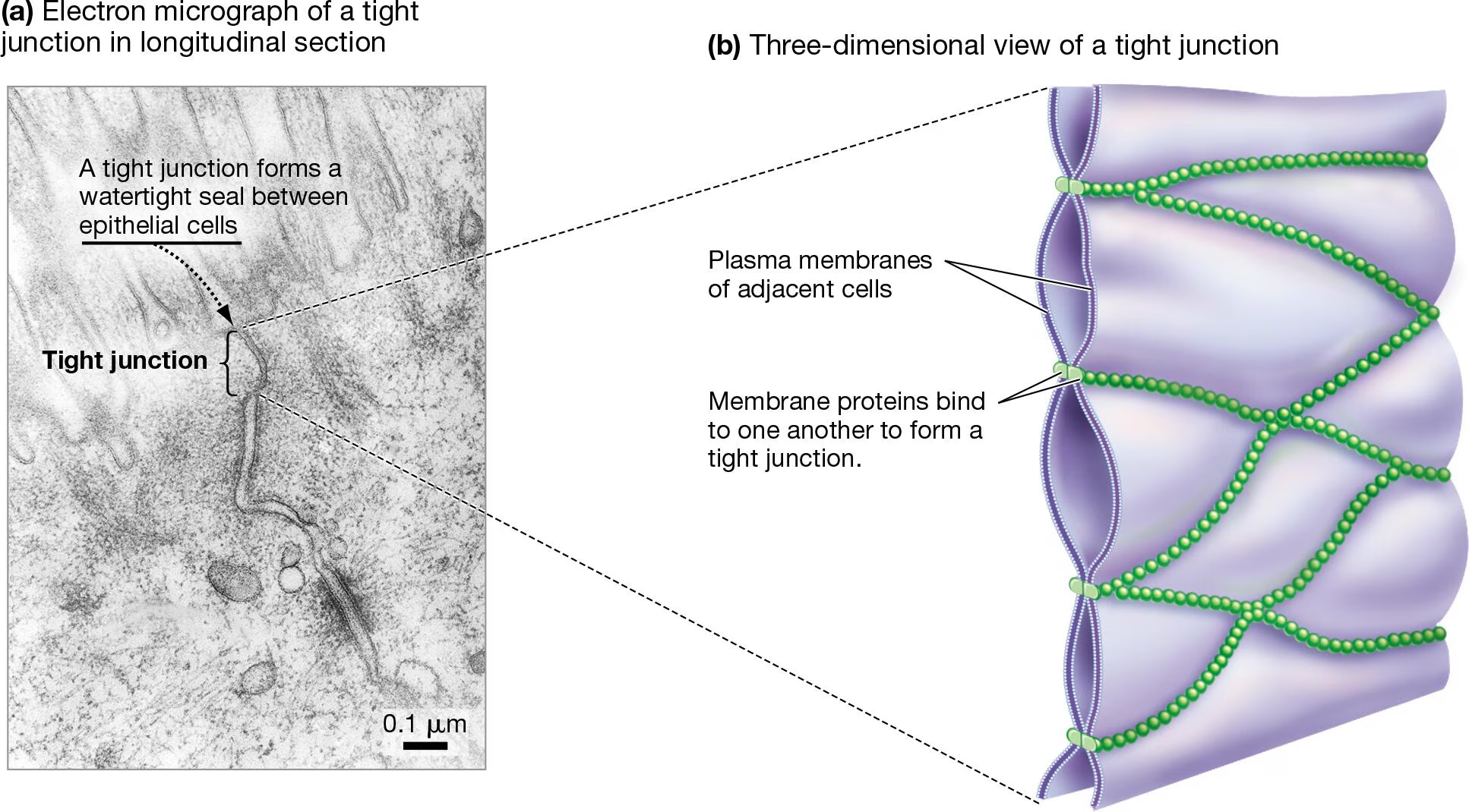 <ul><li><p>Water-tight seal formed between adjacent cells (composed of specialized proteins)</p></li><li><p>Prevents passage of molecules between cells</p></li><li><p>Found between epithelial cells (intestines, lungs, etc)</p></li></ul><p></p>