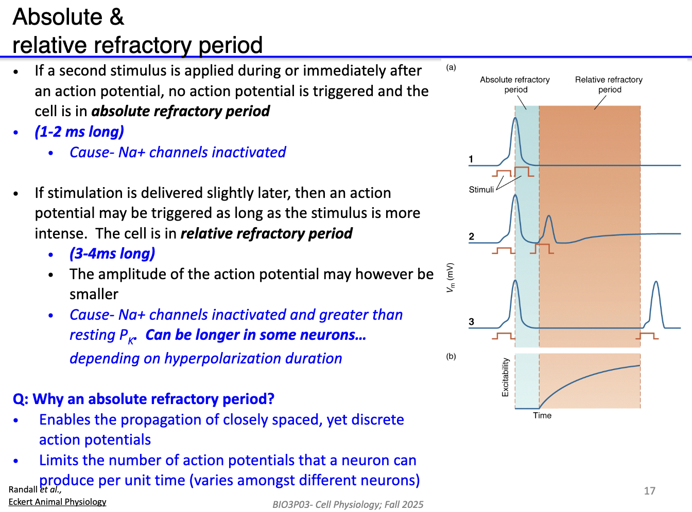 <ul><li><p><strong>Absolute refractory period (1–2 ms):</strong></p><ul><li><p>No new AP possible</p></li><li><p>Na+ channels are <strong>inactivated</strong></p></li></ul></li><li><p><strong>Relative refractory period (3–4 ms):</strong></p><ul><li><p>Stronger stimulus can trigger smaller amplitude AP</p></li><li><p>Na+ channels <strong>recovering</strong>; K+ permeability still high</p></li><li><p>Duration varies by neuron and hyperpolarization depth</p></li></ul></li></ul><p></p>