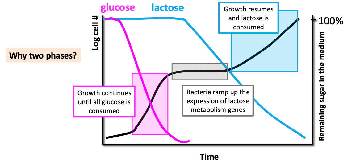 <ul><li><p>first growth phase continues until all glucose is consumed</p></li><li><p>during the “break”, bacteria must ramp up expression of lactose metabolism genes</p></li><li><p>second growth phase resumes until lactose is consumed</p></li></ul><p></p>