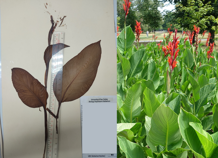 <p>monocot; stout herbaceous plant with a tuberous rootstock with bright red to yellow flowers</p>
