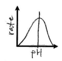 <p>pH affecting reaction rate</p>