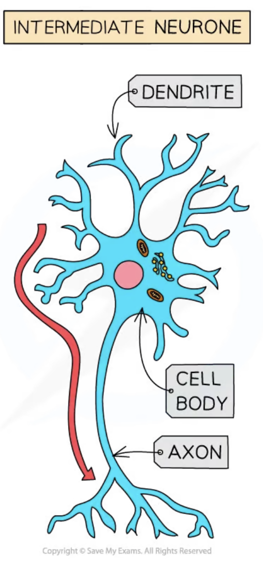 <p><span>o</span><span style="font-size: 7pt; font-family: &quot;Times New Roman&quot;">&nbsp;&nbsp; </span><span>Found in the&nbsp;<strong>CNS</strong>, connecting sensory and motor neurones.</span></p><p class="MsoNormal"><span>o</span><span style="font-size: 7pt; font-family: &quot;Times New Roman&quot;">&nbsp;&nbsp; </span><span>Structure: Short with a small cell body at one end and many dendrites.</span></p>