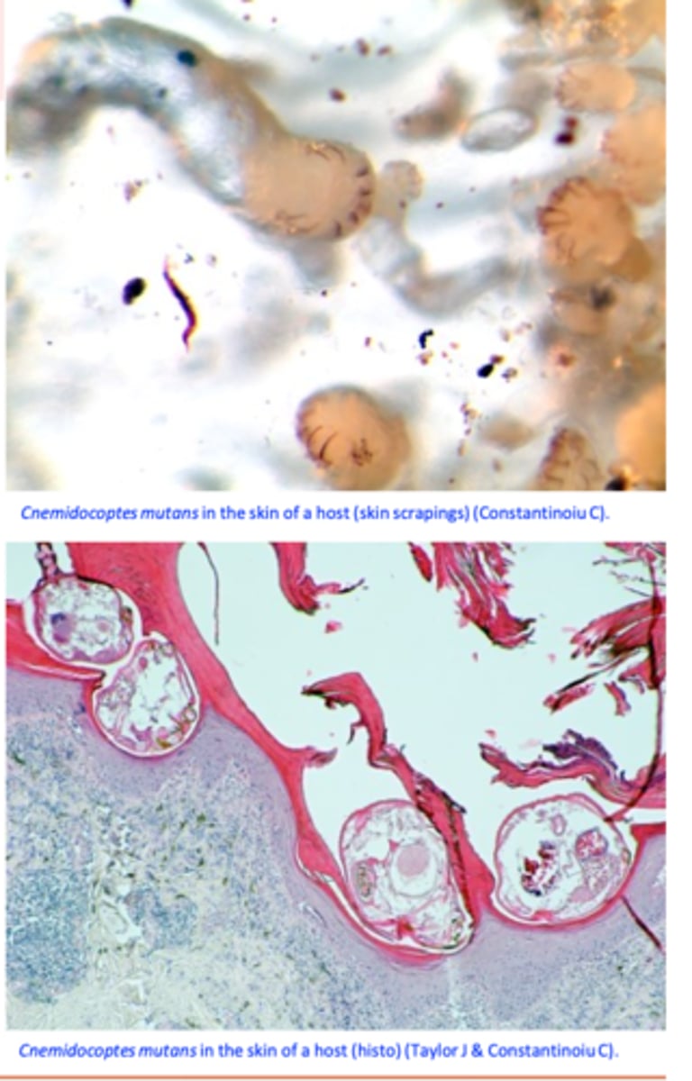 <p>• Lesions are produced on the unfeathered portions of the legs </p><p>The parasites burrow under the epidermal scales of the legs and feet =&gt; irritation and inflammation =&gt; exudate which hardens to form crusty, proliferative masses;</p><p>Within these proliferative lesions mites create numerous tunnels =&gt; gives the lesions a honeycomb appearance when examined microscopically;</p>