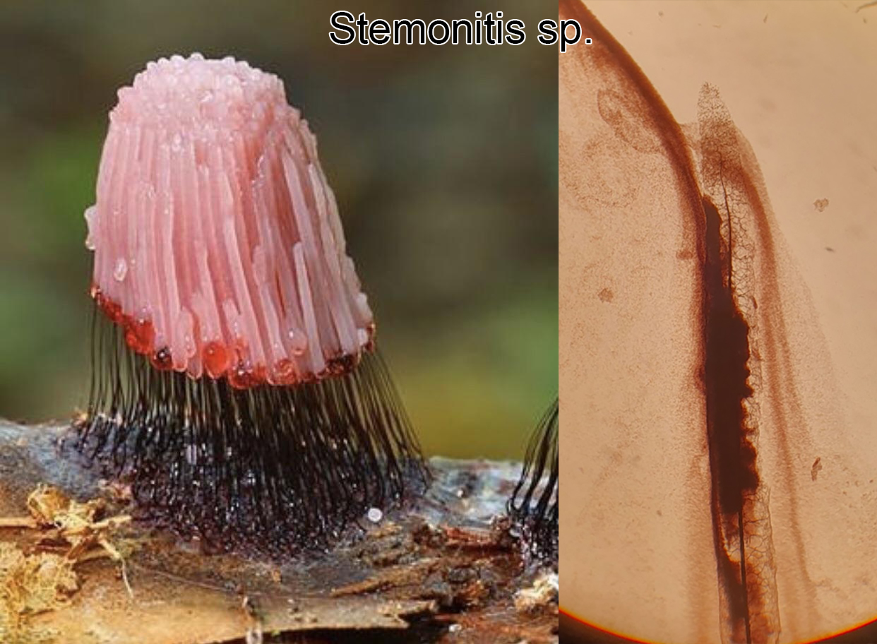 <p>Stiftsvamp, Mikropreparatet visar sporangier med sporer och stödjenätverk, capillitium. (Myxomykota)</p>