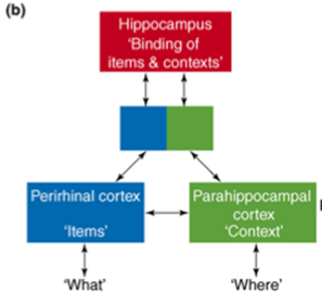 <p>Linking what, where, and when; hippocampus critical for source judgments.</p><ul><li><p>HC creates and retains bindings underlying recollective experiences → not just what happened but also where it happened and why it happened</p></li><li><p>HC is involved in source judgements</p></li></ul><p></p>