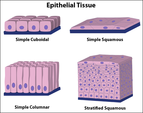 <p>As tall as they are wide. If most appear cuboidal it is cuboidal epithelial tissue</p>