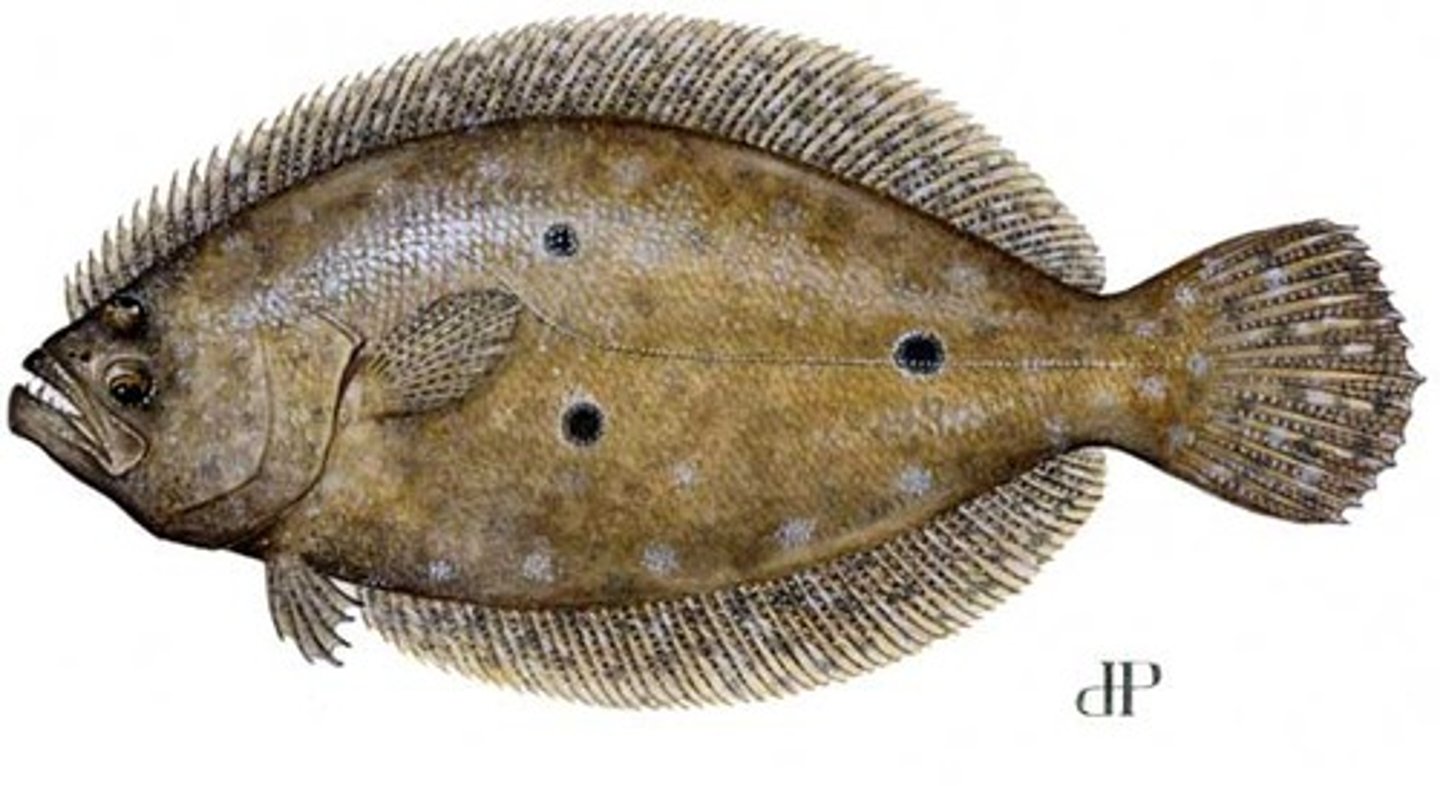 <p>A type of flatfish found in oceans. (cá bơn)</p>