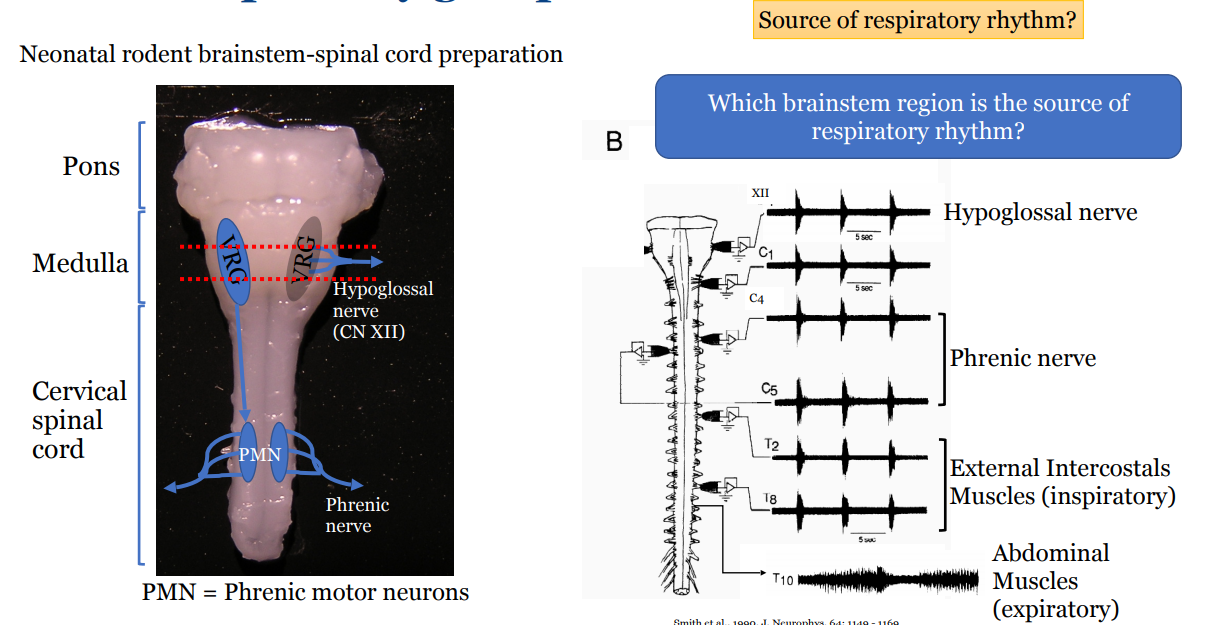 <p>Found synchronous activity in a number of nerves but wanted to locate the source of the respiratory rhythm</p><ul><li><p><span>Explored by slicing sections of the brainstem and measuring the pattern of response</span></p></li><li><p><span>Slicing where we now know is the VRG, caused respiratory rhythm of all nerves to disappear</span></p><ul><li><p><span>thus this is the area that controls respiratory rhythm</span></p></li></ul></li></ul><p>To learn specifically where: looked at and recorded the sagittal section of the rat</p><ul><li><p><span>Cells associated with inspiration were found on the pre-Bötzinger complex that aligned with the respiratory rhythm </span></p></li><li><p><span>Blocking the activity of neurons in this complex also lead to the loss of respiratory rhythm</span></p></li></ul><p></p>