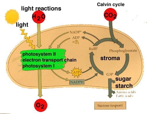 <p>A series of biochemical reactions that take place in the <em>stroma</em> of chloroplasts, involving <em>carbon fixation</em> and regeneration of <em>RuBP</em>.</p>