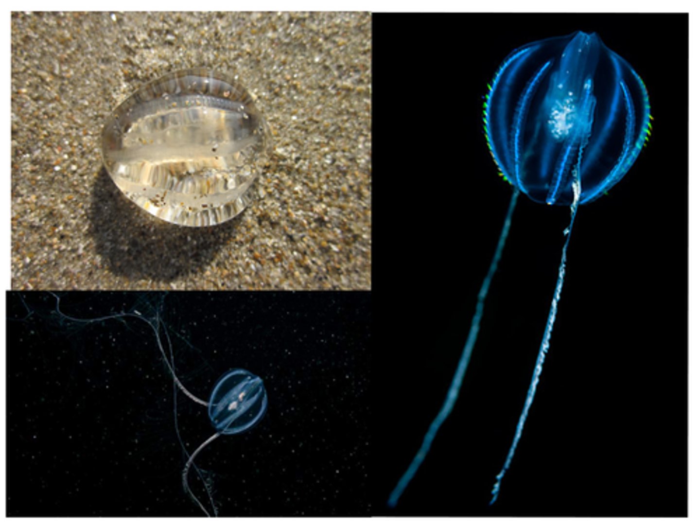 <p>jagar djurplankton, speciellt copepoder. använder de långa tentaklerna som ett nät för att fånga maten. transporterar dock inte maten längst tentaklerna utan simmar runt och fångar maten från dem.</p>