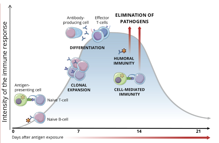 <ul><li><p>depending on the type of pathogen invading the body, the most efficient defences are unleashed</p></li></ul><p>Humoral Immunity</p><ul><li><p>plasmocytes produce antibodies that bind to extracellular pathogens</p></li></ul><p>Cell Mediated Immunity</p><ul><li><p>cytotoxic T cells destroy infected intracellular pathogens or get activated by antigens presented by APCs</p></li></ul><p></p>