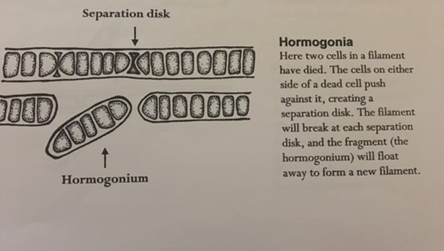 <p>The trichomes (filaments) of cyanobacteria break into hormogonia at regular intervals.</p><p>Each hormogonium is a short piece of filament that contains 5-15 cells.</p><p>The hormogonia glide and develop into new filaments.</p>