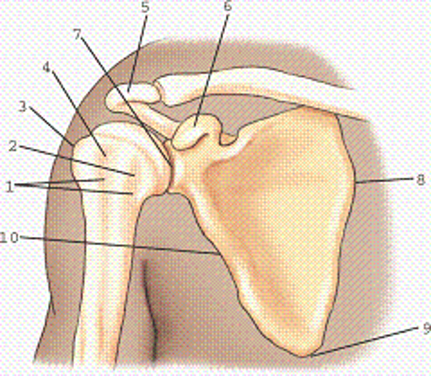 <p>A. External rotation, anteroposterior (AP) projection</p>